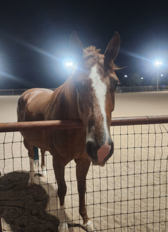 HorseID: 2313320 Reba - PhotoID: 1104465
