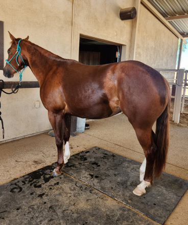 HorseID: 2313320 Reba - PhotoID: 1104466