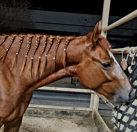HorseID: 2313320 Reba - PhotoID: 1104467