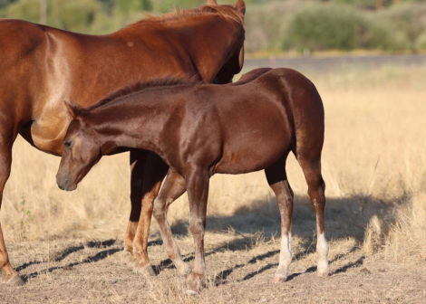 HorseID: 2313380 Gray Pearls Cash Flo - PhotoID: 1104945