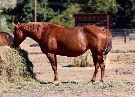 HorseID: 2313380 Gray Pearls Cash Flo - PhotoID: 1104946