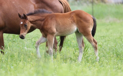 HorseID: 2313380 Gray Pearls Cash Flo - PhotoID: 1104947