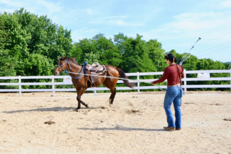 HorseID: 2313384 MF Thunder _Friesian cross - PhotoID: 1105159