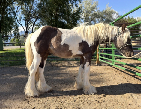 HorseID: 2313557 CALVARY COBS BOLT - PhotoID: 1103518