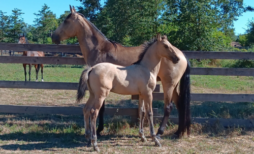 HorseID: 2313707 Xorcerer POWR - PhotoID: 1099217