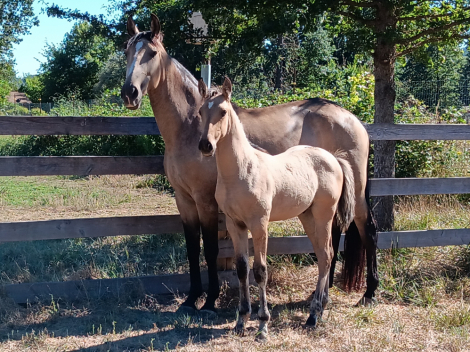 HorseID: 2313707 Xorcerer POWR - PhotoID: 1099218