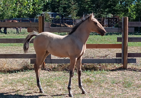 HorseID: 2313707 Xorcerer POWR - PhotoID: 1099219