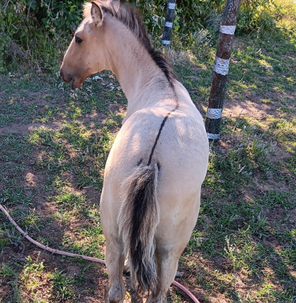 HorseID: 2313707 Xorcerer POWR - PhotoID: 1099220