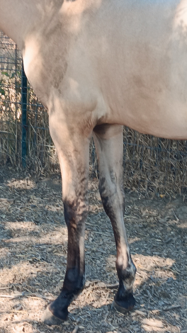 HorseID: 2313707 Xorcerer POWR - PhotoID: 1099221