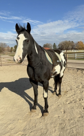 HorseID: 2313757 Delilah - PhotoID: 1099286