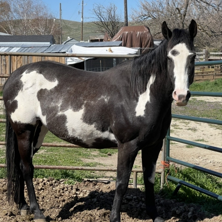 HorseID: 2313757 Delilah - PhotoID: 1105059