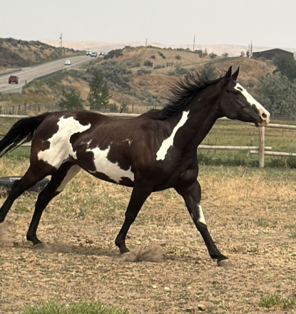 HorseID: 2313757 Delilah - PhotoID: 1105060