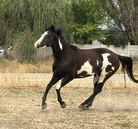 HorseID: 2313757 Delilah - PhotoID: 1105061