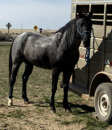 HorseID: 2313923 SMOKIN MOON WHISKEY - PhotoID: 1099472