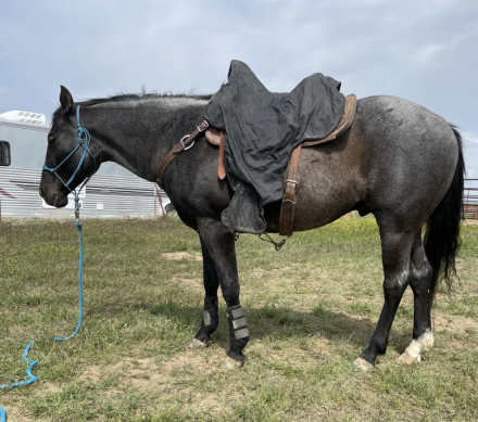 HorseID: 2313923 SMOKIN MOON WHISKEY - PhotoID: 1099474