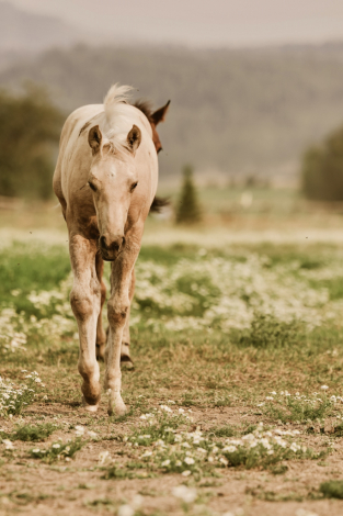 HorseID: 2313927 BR Chex Out My Gold - PhotoID: 1099484
