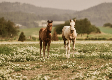 HorseID: 2313927 BR Chex Out My Gold - PhotoID: 1099485