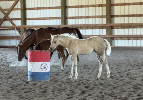 HorseID: 2313927 BR Chex Out My Gold - PhotoID: 1099486
