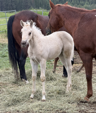 HorseID: 2313927 BR Chex Out My Gold - PhotoID: 1099487