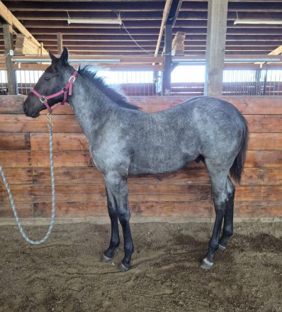 HorseID: 2314062 Dw rum runner - PhotoID: 1103531
