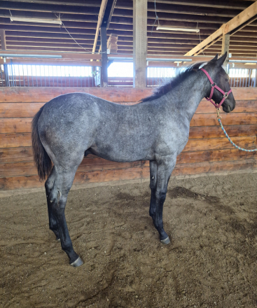 HorseID: 2314062 Dw rum runner - PhotoID: 1103532