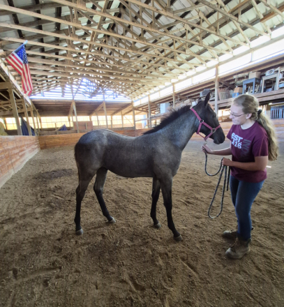 HorseID: 2314062 Dw rum runner - PhotoID: 1103533