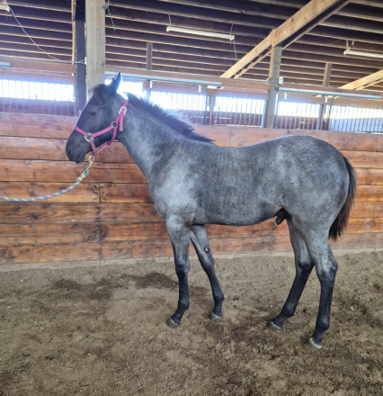 HorseID: 2314062 Dw rum runner - PhotoID: 1103534