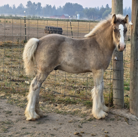 HorseID: 2314158 PFR Cincoro Dunit Dun Right - PhotoID: 1103880