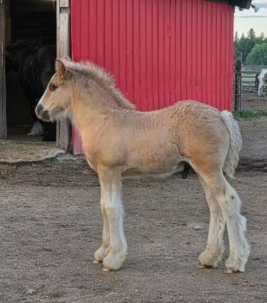 HorseID: 2314158 PFR Cincoro Dunit Dun Right - PhotoID: 1103881