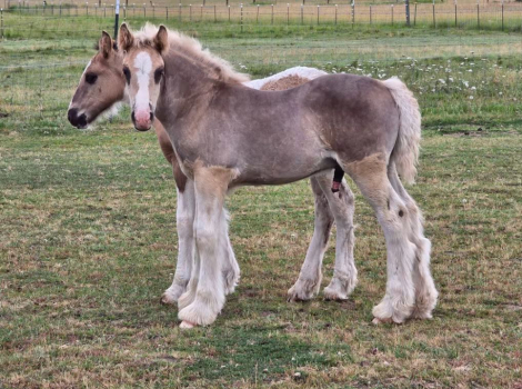 HorseID: 2314158 PFR Cincoro Dunit Dun Right - PhotoID: 1103882