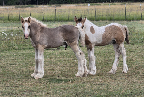 HorseID: 2314158 PFR Cincoro Dunit Dun Right - PhotoID: 1103883