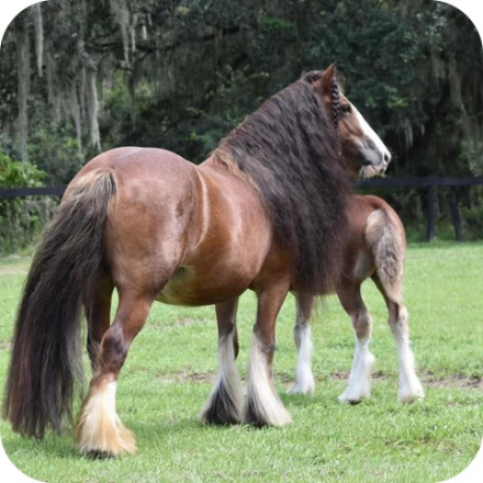 HorseID: 2314210 Rock Pointe Ranch Surprise - PhotoID: 1099823