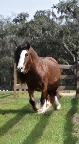 HorseID: 2314210 Rock Pointe Ranch Surprise - PhotoID: 1099826
