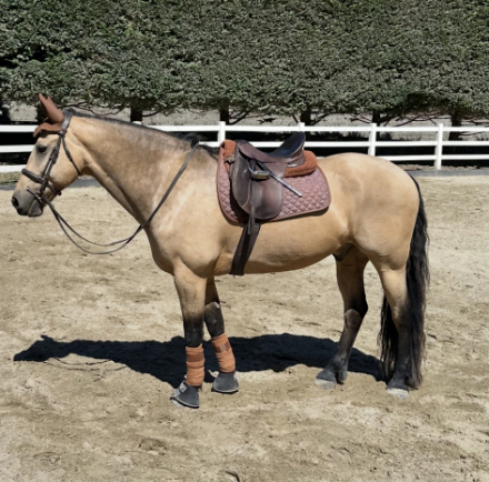HorseID: 2314430 Romeo - PhotoID: 1100107