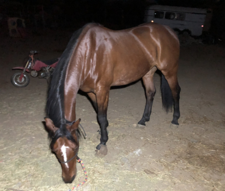 HorseID: 2314475 Special Te Dragon - PhotoID: 1100172