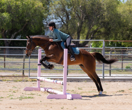 HorseID: 2314525 Virulente - PhotoID: 1103752