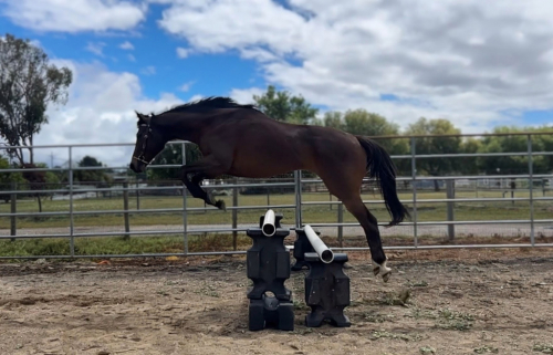 HorseID: 2314525 Virulente - PhotoID: 1103753