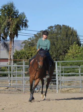 HorseID: 2314525 Virulente - PhotoID: 1103754