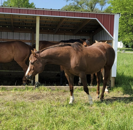 HorseID: 2314571 Coolant Dot Zip Win - PhotoID: 1104550