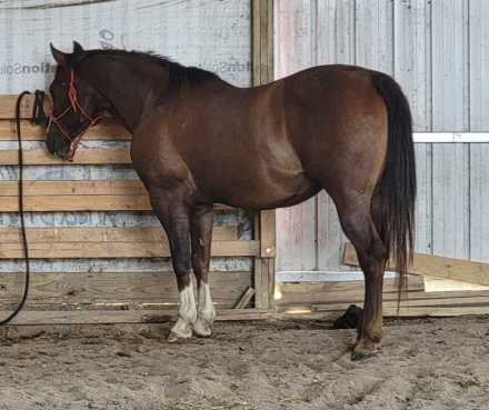 HorseID: 2314571 Coolant Dot Zip Win - PhotoID: 1104551