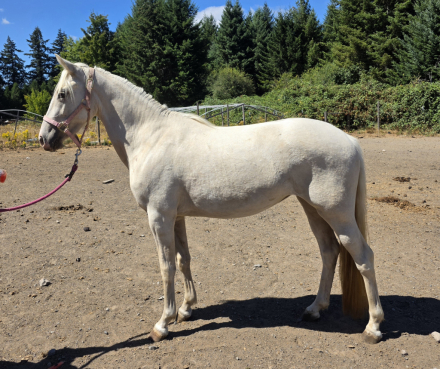 HorseID: 2314624 TBM Calliope Cresendo - PhotoID: 1105053