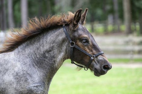 HorseID: 2314647 LowCountry Acres Asher - PhotoID: 1100426
