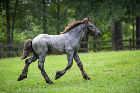 HorseID: 2314647 LowCountry Acres Asher - PhotoID: 1100427