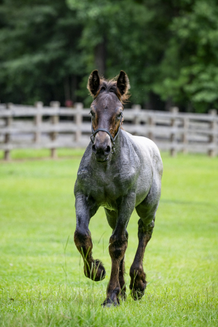 HorseID: 2314647 LowCountry Acres Asher - PhotoID: 1100428