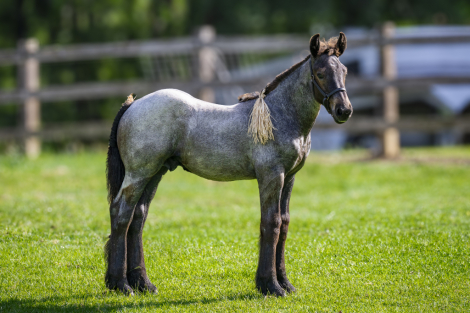 HorseID: 2314649 LowCountry Acres Oliver - PhotoID: 1100429