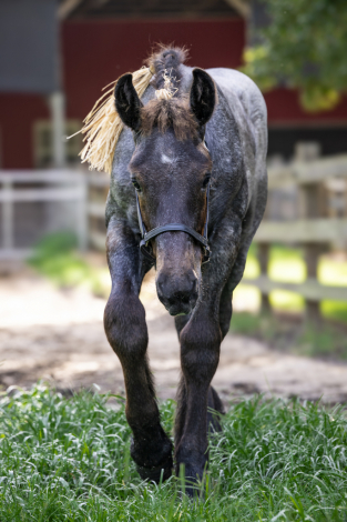 HorseID: 2314649 LowCountry Acres Oliver - PhotoID: 1100430