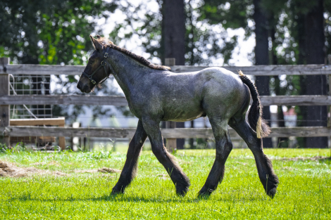 HorseID: 2314649 LowCountry Acres Oliver - PhotoID: 1100431