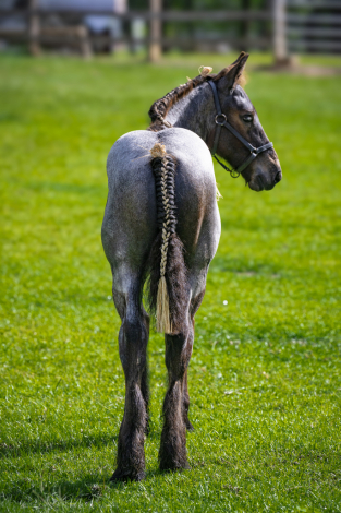 HorseID: 2314649 LowCountry Acres Oliver - PhotoID: 1100432