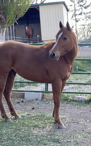 HorseID: 2314718 Lil Spoonful O Chex - PhotoID: 1100509