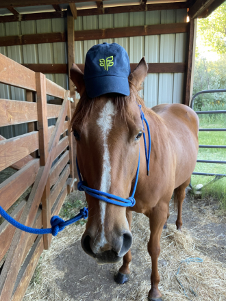 HorseID: 2314718 Lil Spoonful O Chex - PhotoID: 1100510